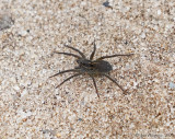 Wolf Spider