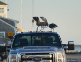 Great Black-backed Gulls 