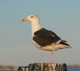 Great Black-backed Gull