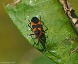 Large Milkweed Bug 