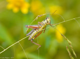 Red-legged Grasshopper