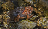 American Toad