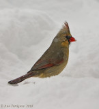 Northern Cardinal