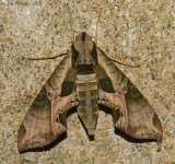 Pandora Sphinx