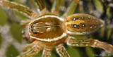 Six-spotted Fishing Spider