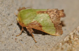 Stinging Rose Caterpillar Moth