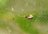 Bowl and Doily Spider