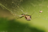 Bowl and Doily Spider