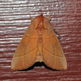White-dotted Prominent