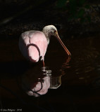 Roseate Spoonbill