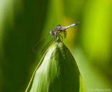 Blue Dasher - Male