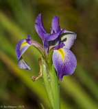 Iris