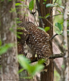 Barred Owls 