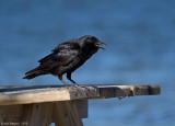 Fish Crow