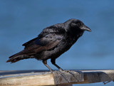 Fish Crow