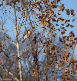 Red-tailed x Red-shouldered Hawk