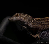 Brown Anole