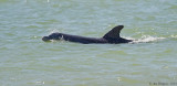 Common Bottlenose Dolphin