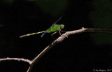 Eastern Pondhawk - Female