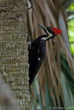 Pileated Woodpecker - Female