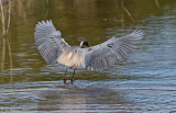 Tricolored Heron