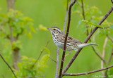 Savannah Sparrow