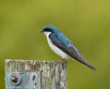 Tree Swallow - Male