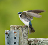 Tree Swallow - Male