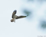 Osprey 