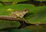 Green Frog