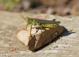 Differential Grasshopper