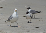 Herring Gull with Laughing Gulls