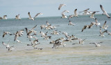 Laughing Gulls