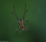 Orchard Spider