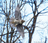 Red-tailed Hawk