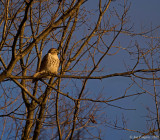 Red-tailed Hawk