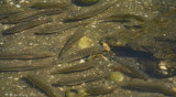 Fish in a Tidal Pool