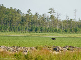 Black Bear