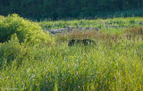 Black Bear