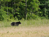 Black Bear