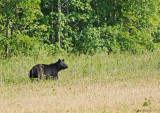 Black Bear 