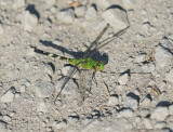 Eastern Pondhawk - Female