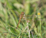 Golden-winged Skimmer