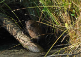 North American River Otter