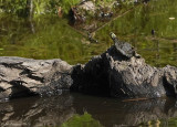 Aquatic Turtle sp.