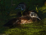 Wood Ducklings