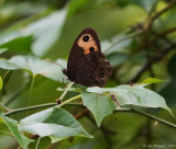 common Wood-Nymph