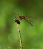 Golden-winged Skimmer