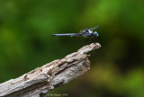 Great Blue Skimmer - Male
