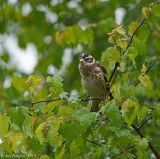 Rose-breasted Grosbeak (Female)